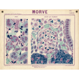 Morve.