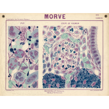 Morve.