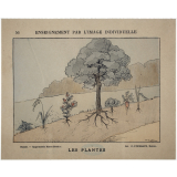 Les plantes