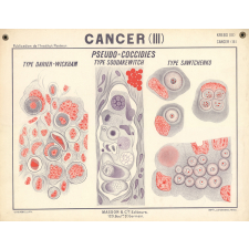 Cancer (III). Pseudo-coccidies.