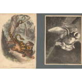 Animaux. Boa constrictor et jaguar. Oiseaux.