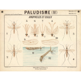 Paludisme (IV). Anophèles et culex.