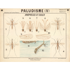 Paludisme (IV). Anophèles et culex.