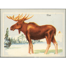 Animaux