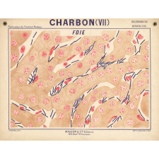 Charbon (VII). Foie.