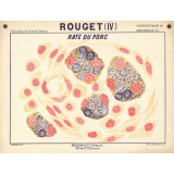 Rouget (IV). Rate du porc.