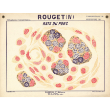 Rouget (IV). Rate du porc.