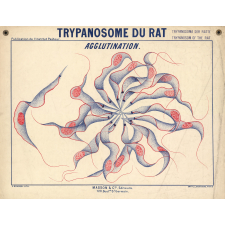 Trypanosome du rat. Agglutination.