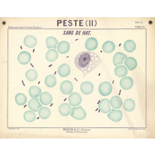 Peste (II). Sang de rat.