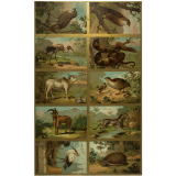 Planches d'animaux.