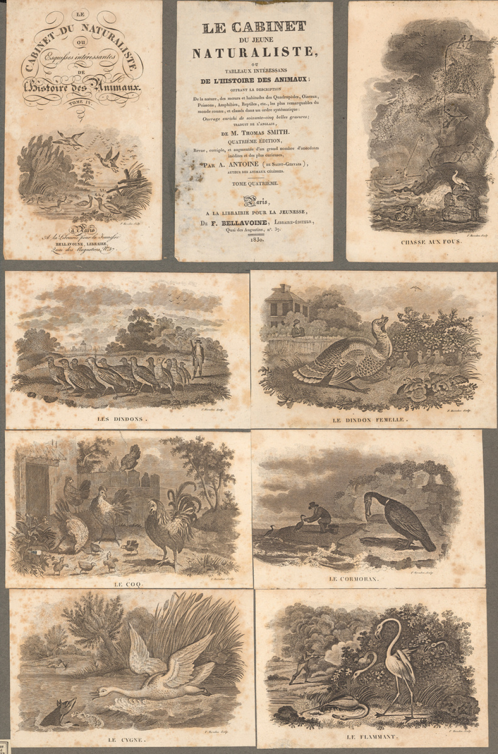Le Cabinet du jeune naturaliste ou tableaux intéressans de l'histoire des animaux de M. Thomas Smith, revue, corrigée, et augmentée d'un grand nombre d'anecdotes inédites et des plus curieuses par A. Antoine. Tome quatrième.