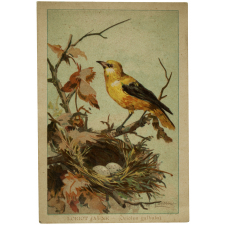 Image à collectionner : Loriot jaune