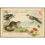 X - Xérus, xénops, xylocope, xéranthème