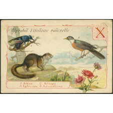 X - Xérus, xénops, xylocope, xéranthème