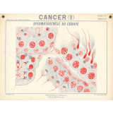 Cancer (II). Spermatogènèse du cobaye.