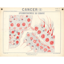Cancer (II). Spermatogènèse du cobaye.