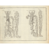 Planches d'anatomie.