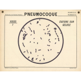 Pneumocoque. Culture sur gélose.