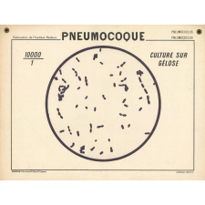 Pneumocoque. Culture sur gélose.