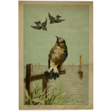 Image à collectionner : Traquet cul blanc