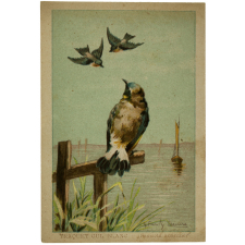 Image à collectionner : Traquet cul blanc