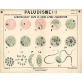 Paludisme (II). Hématozoaire dans le sang après coloration.