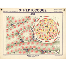 Streptocoque. Rein.