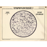Staphylocoque (I). Culture sur bouillon.