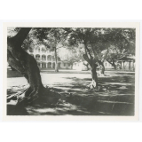 Bâtiment et cour avec arbres. 
