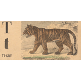 Alphabet. Ti-gre T t. 