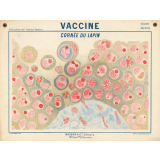 Vaccine. Cornée du lapin.
