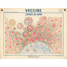 Vaccine. Cornée du lapin.