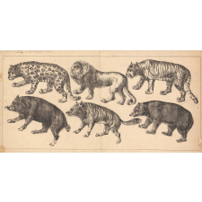 Animaux. modèles de dessin.