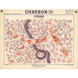 Charbon (VI). Epiploon.