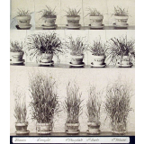 Expériences agricoles. 