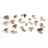 Champignons.