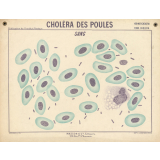 Choléra des poules. Sang.