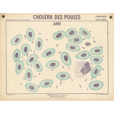 Choléra des poules. Sang.