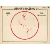 Vibrion cholérique (I).