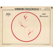 Vibrion cholérique (I).