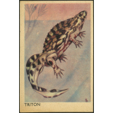 Triton