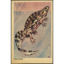 Triton