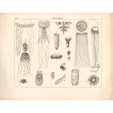 Crustacés. Mollusques. Radiaires. Polypes. 