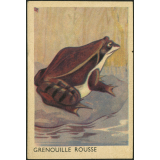 Grenouille rousse