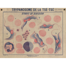 Trypanosome de la tsé-tsé. Stades de division.