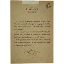 Image à collectionner : Spatule
