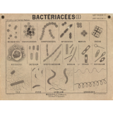 Bactériacées (I).