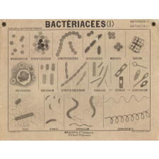 Bactériacées (I).
