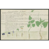 Cahier de leçons de choses. 