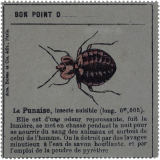 Insectes